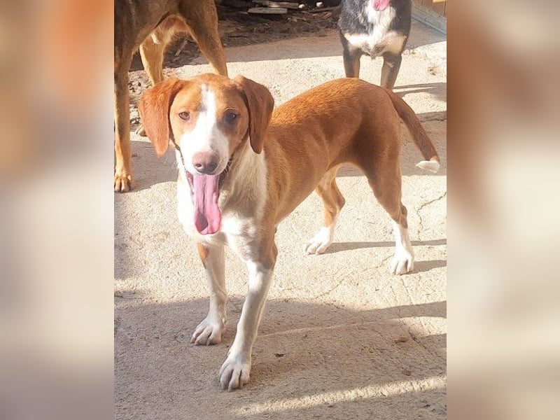 ♥Rosie♥ liebevolle, aktive Bracken-Lady