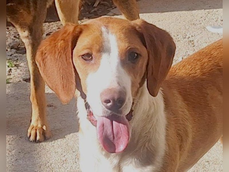 ♥Rosie♥ liebevolle, aktive Bracken-Lady