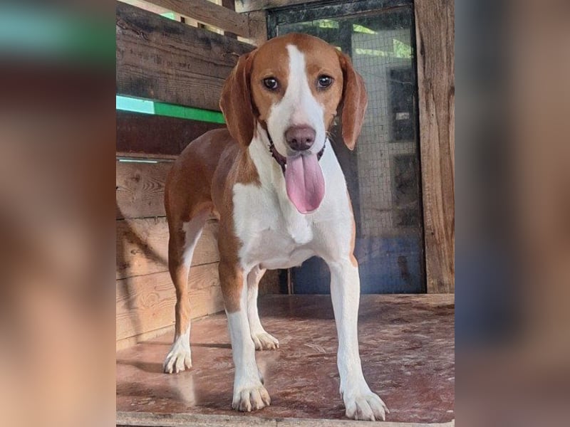 ♥Rosie♥ liebevolle, aktive Bracken-Lady