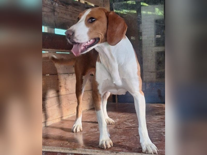 ♥Rosie♥ liebevolle, aktive Bracken-Lady