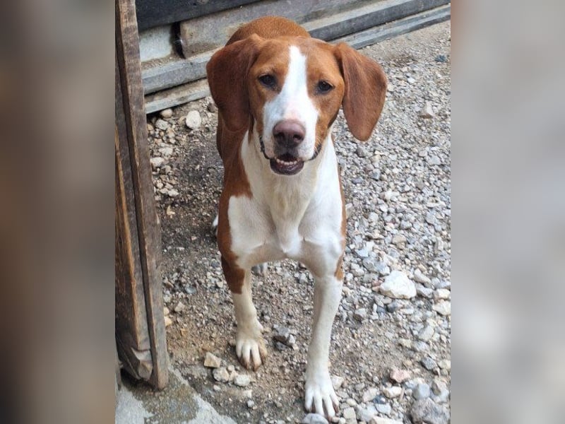 ♥Rosie♥ liebevolle, aktive Bracken-Lady