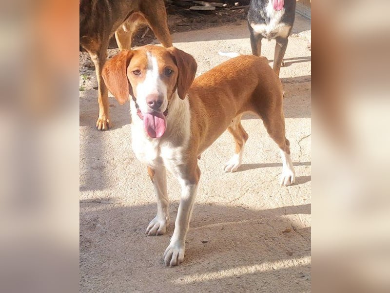 ♥Rosie♥ liebevolle, aktive Bracken-Lady