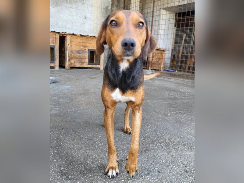 Zoey ❤️ schmusige, liebe, soziale Bracke-Mix-Hündin!