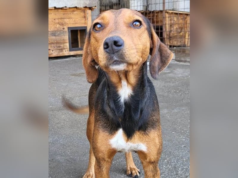 Zoey ❤️ schmusige, liebe, soziale Bracke-Mix-Hündin!
