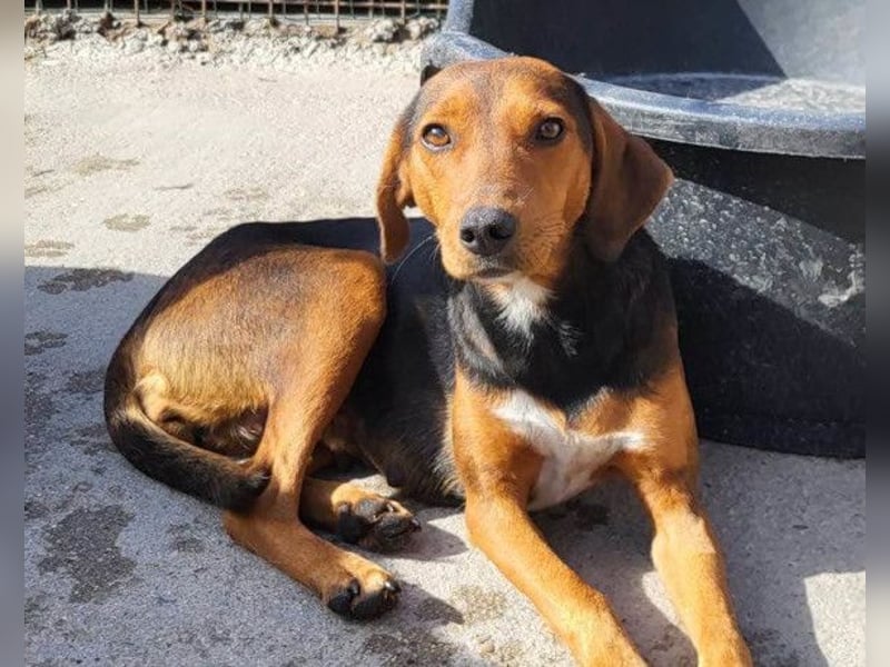 Zoey ❤️ schmusige, liebe, soziale Bracke-Mix-Hündin!