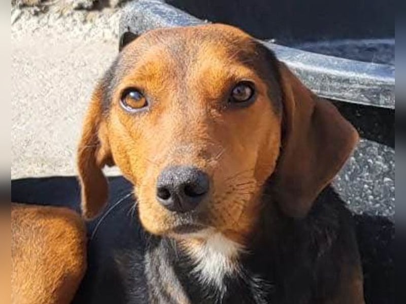 Zoey ❤️ schmusige, liebe, soziale Bracke-Mix-Hündin!