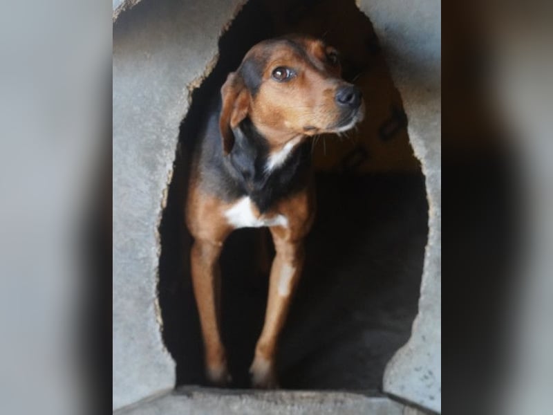 Zoey ❤️ schmusige, liebe, soziale Bracke-Mix-Hündin!