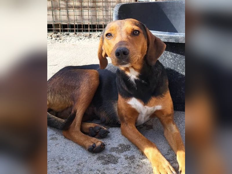 Zoey ❤️ schmusige, liebe, soziale Bracke-Mix-Hündin!