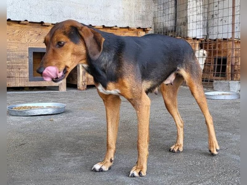 Zoey ❤️ schmusige, liebe, soziale Bracke-Mix-Hündin!
