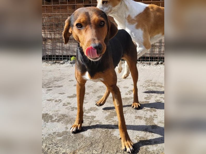 Zoey ❤️ schmusige, liebe, soziale Bracke-Mix-Hündin!