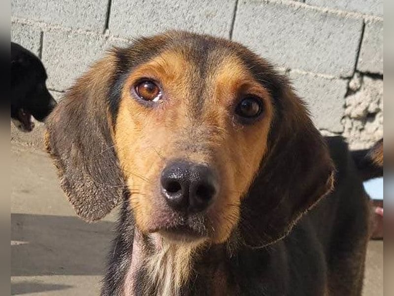 Pippa ❤️ kluges Bracken-Mix-Mädchen