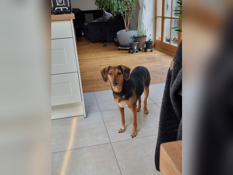 freundliche ältere Bracke Mischlings-Hündin Luna sucht ein Zuhause