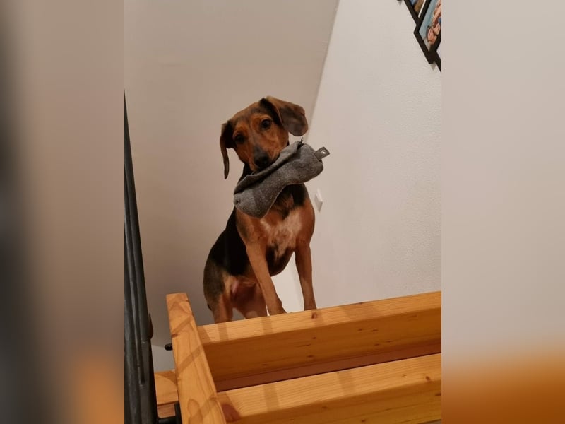 freundliche ältere Bracke Mischlings-Hündin Luna sucht ein Zuhause