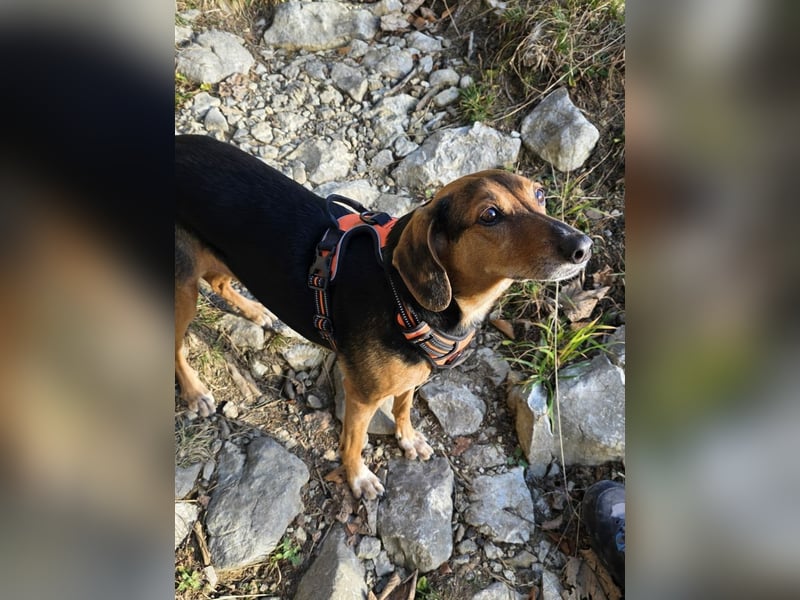 freundliche ältere Bracke Mischlings-Hündin Luna sucht ein Zuhause