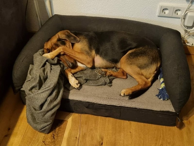 freundliche ältere Bracke Mischlings-Hündin Luna sucht ein Zuhause