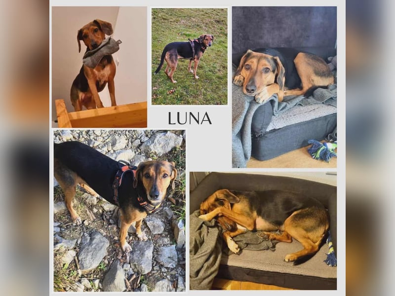 freundliche ältere Bracke Mischlings-Hündin Luna sucht ein Zuhause