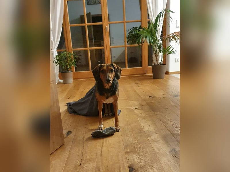 freundliche ältere Bracke Mischlings-Hündin Luna sucht ein Zuhause