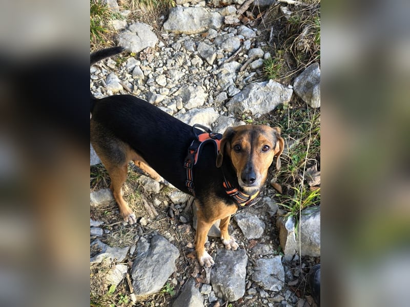 freundliche ältere Bracke Mischlings-Hündin Luna sucht ein Zuhause