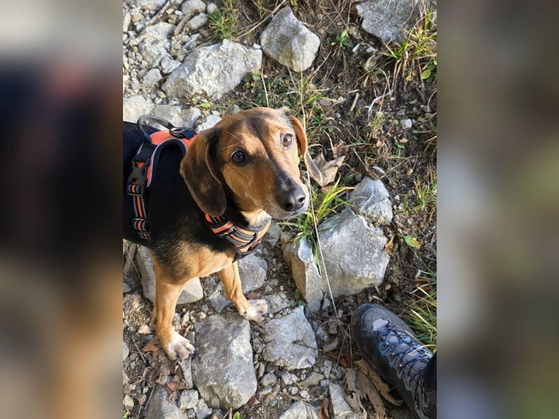 freundliche ältere Bracke Mischlings-Hündin Luna sucht ein Zuhause