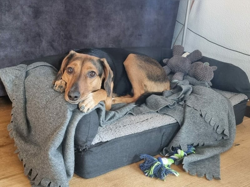 freundliche ältere Bracke Mischlings-Hündin Luna sucht ein Zuhause