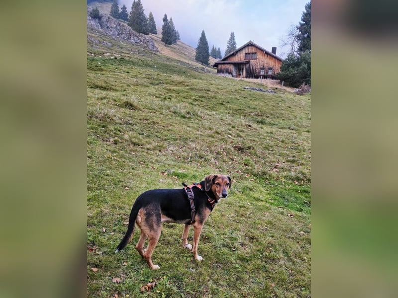 freundliche ältere Bracke Mischlings-Hündin Luna sucht ein Zuhause