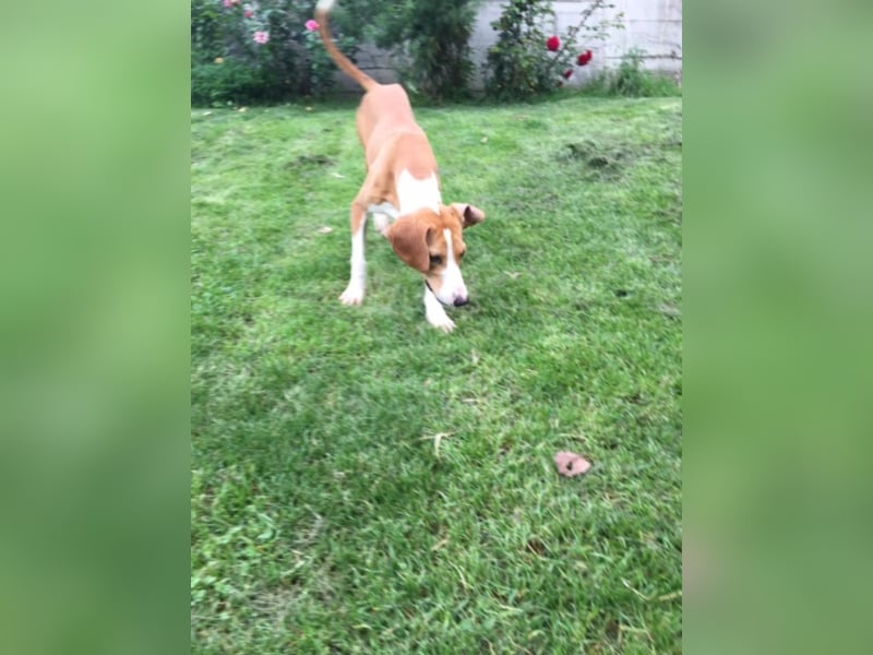 wunderschöne, sanfte Hündin