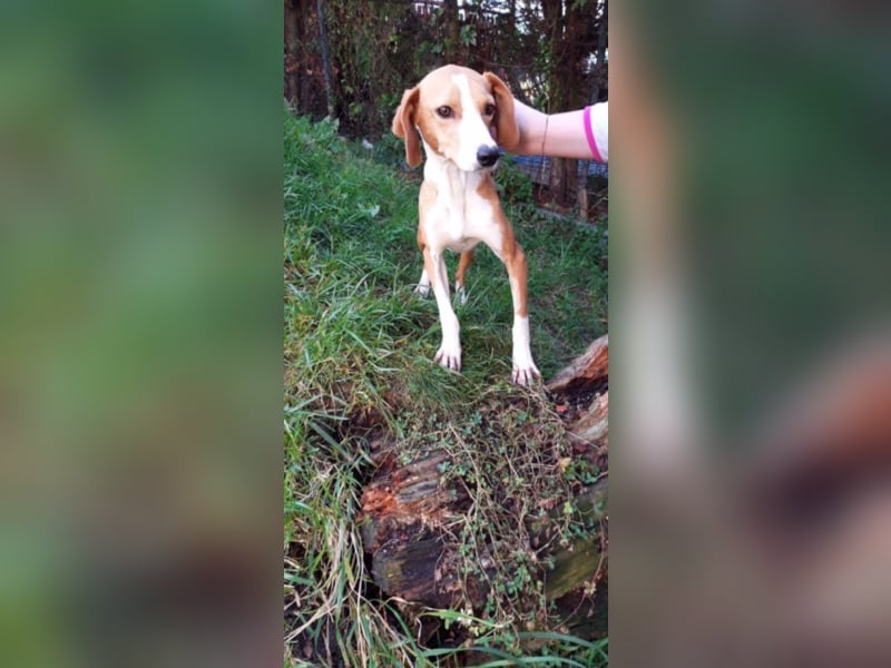 wunderschöne, sanfte Hündin