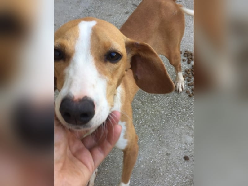 wunderschöne, sanfte Hündin