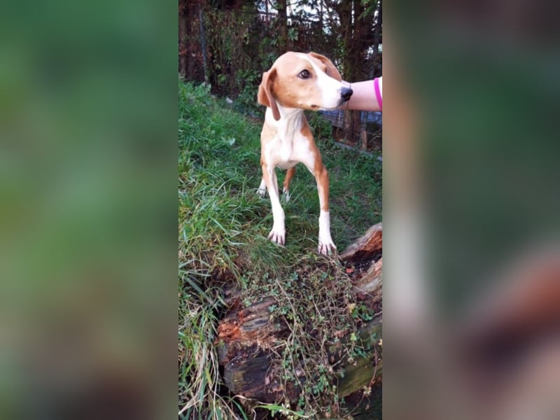 wunderschöne, sanfte Hündin