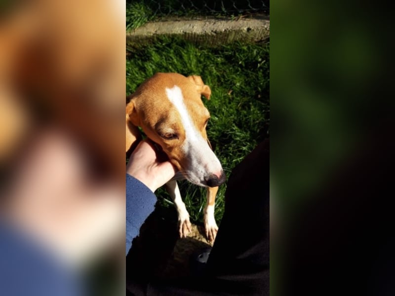 wunderschöne, sanfte Hündin