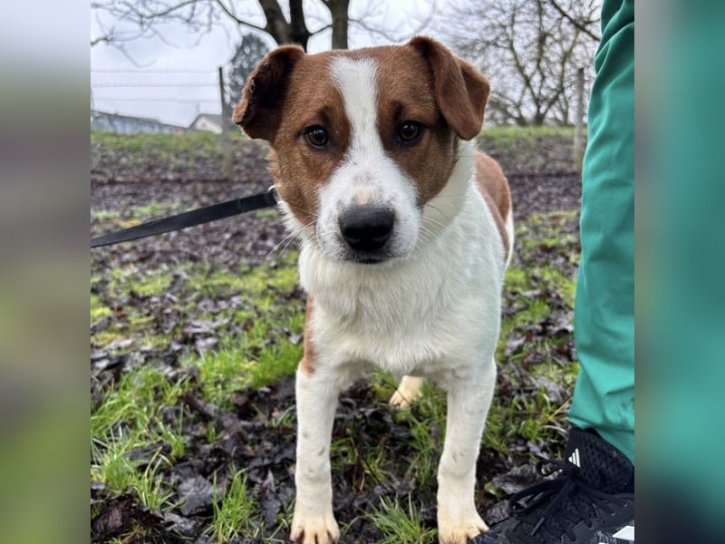 Chip ein trauriger kleiner Schatz