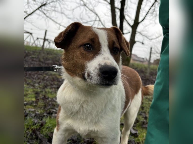 Chip ein trauriger kleiner Schatz