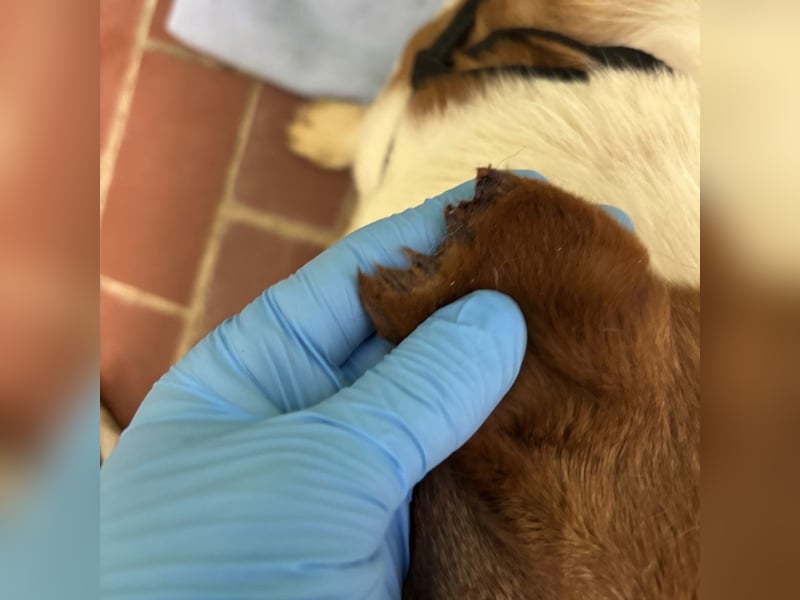 Chip ein trauriger kleiner Schatz