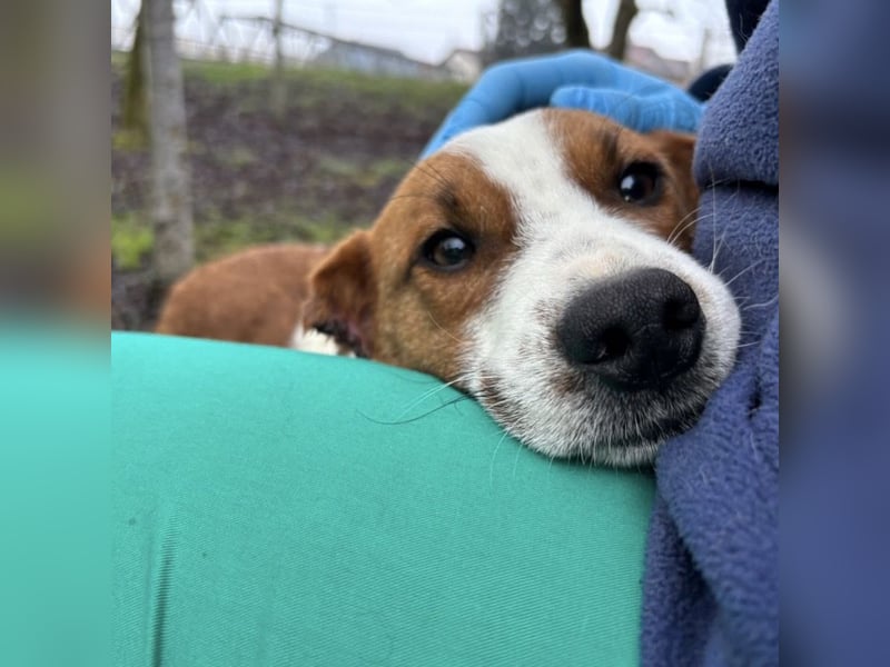 Chip ein trauriger kleiner Schatz