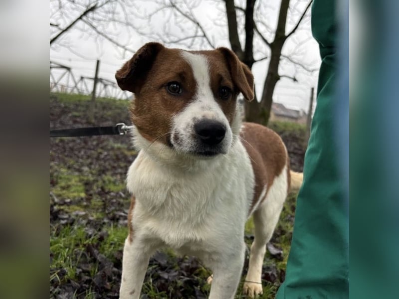 Chip ein trauriger kleiner Schatz