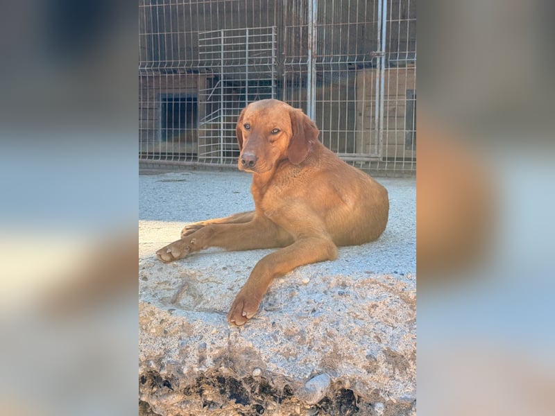 Jungrüde ♥Veit♥ aktiver Schmuse-Schatz