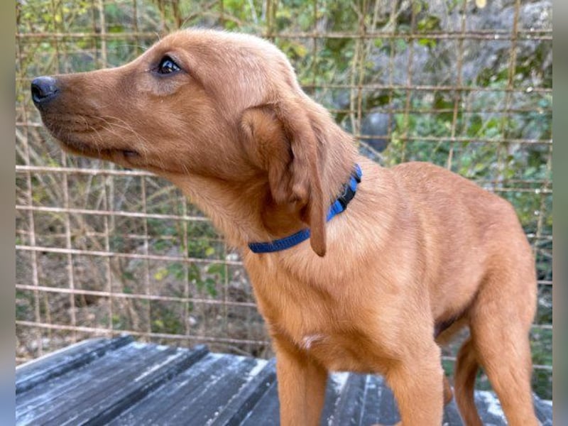 Veit  aktiver Schmuse-Schatz