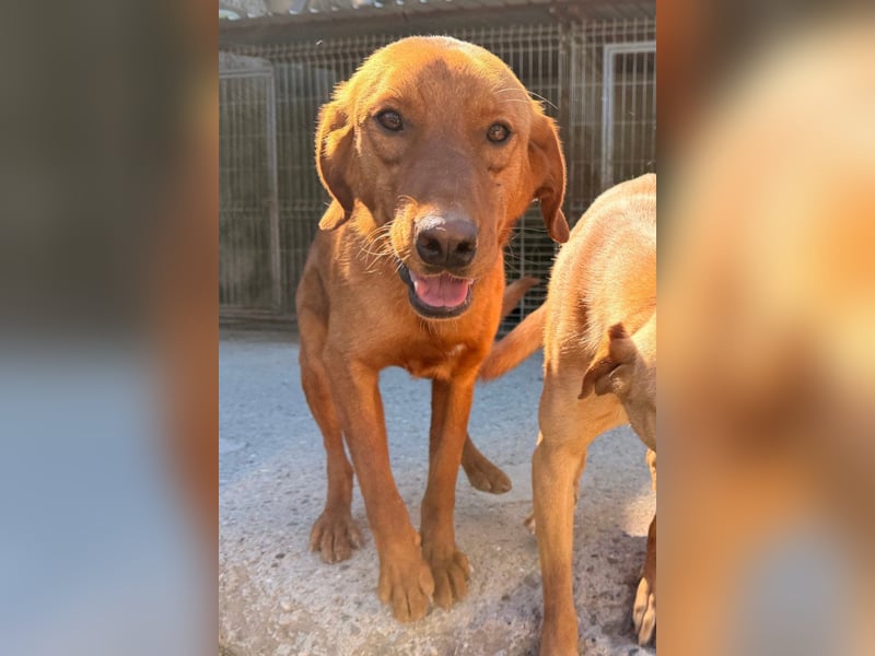 Jungrüde ♥Veit♥ aktiver Schmuse-Schatz