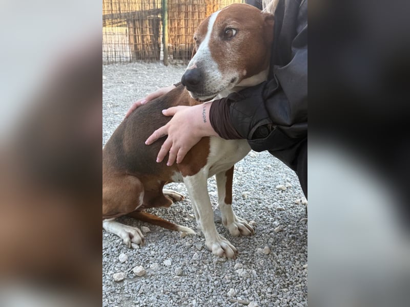 Kleppo ❤️ so menschenbezogen + schmusig