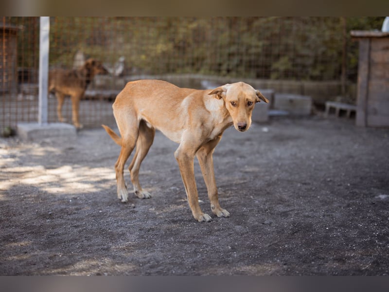 Dany ❤️ aktiver, aufgeschlossener & goldiger Hundebub