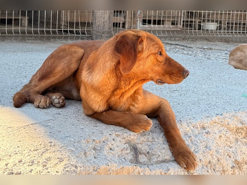 Jungrüde ♥Veit♥ aktiver Schmuse-Schatz