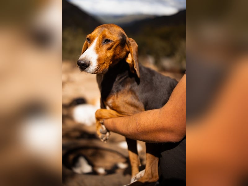Bracken-Mix Dame Vera ❤️ ruhig, verschmust- sucht Liebe