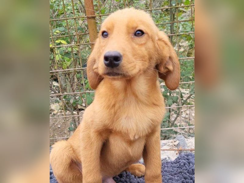 Jungrüde ♥Veit♥ aktiver Schmuse-Schatz