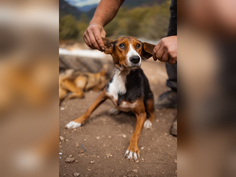 Bracken-Mix Dame Vera ❤️ ruhig, verschmust- sucht Liebe