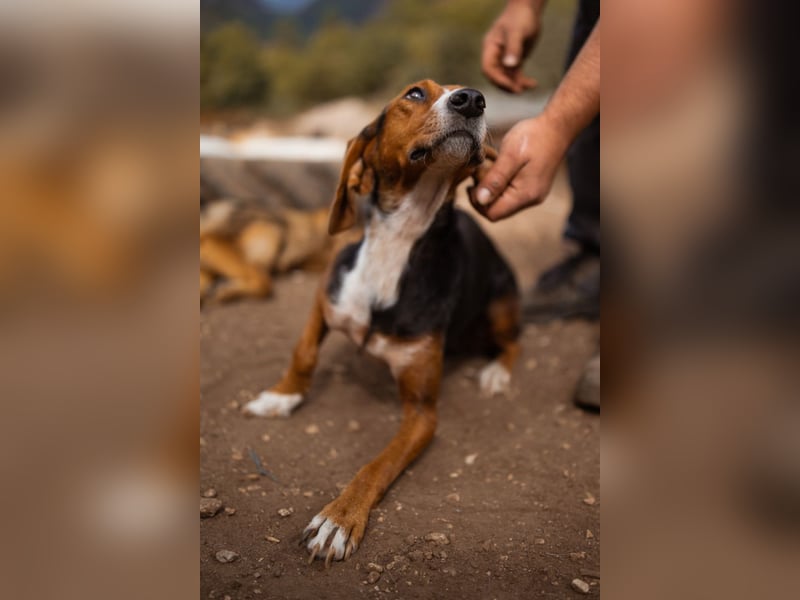 Bracken-Mix Dame Vera ❤️ ruhig, verschmust- sucht Liebe