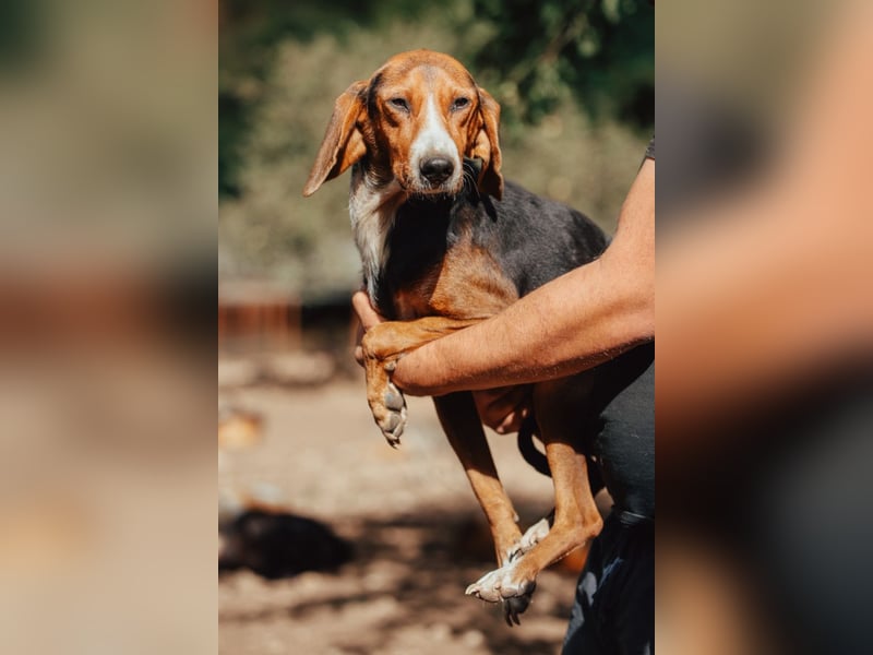 Bracken-Mix Dame Vera ❤️ ruhig, verschmust- sucht Liebe