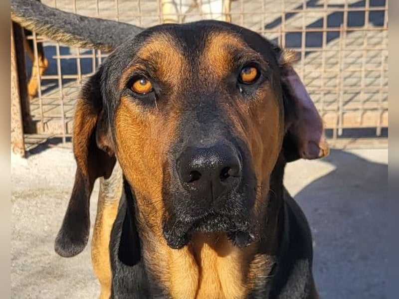 Levi ❤️ Bracke-Mix, verspielt+ aufgeschlossen
