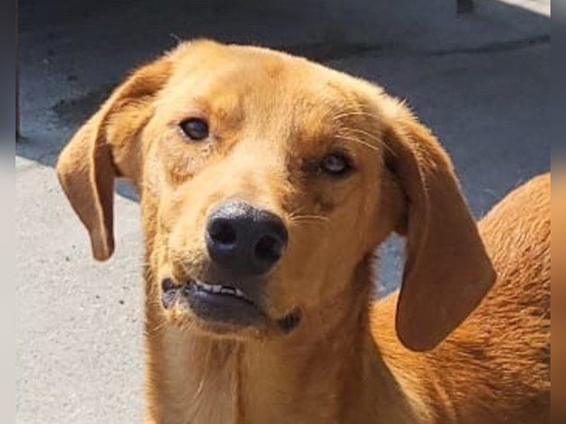 Zuckerbub ♥ Veit ♥ aktiver Schmuse-Schatz