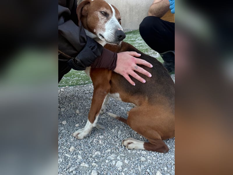 Kleppo ❤️ so menschenbezogen + schmusig