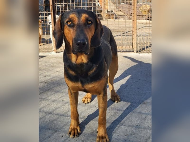 Levi ❤️ Bracke-Mix, verspielt+ aufgeschlossen